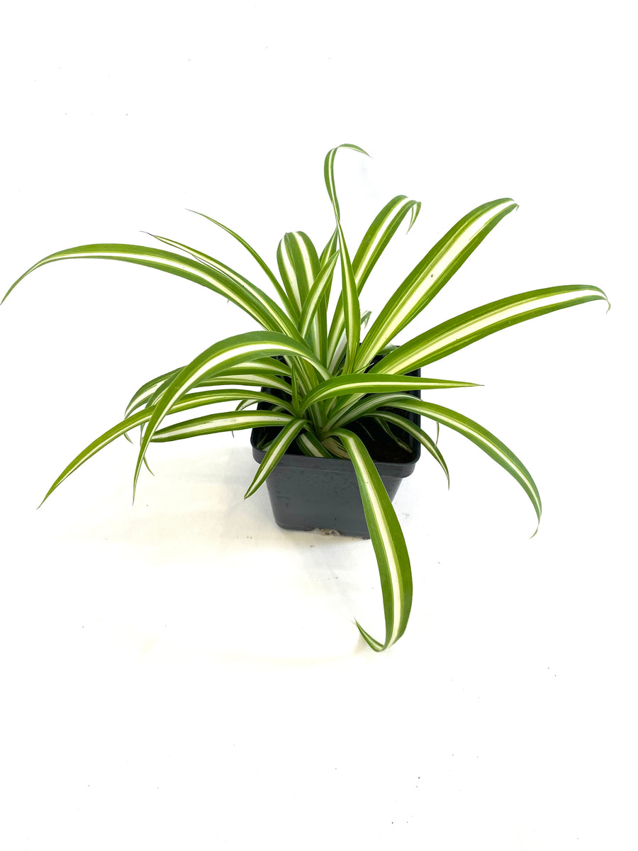 Green Spider Plant — The Tender Gardener