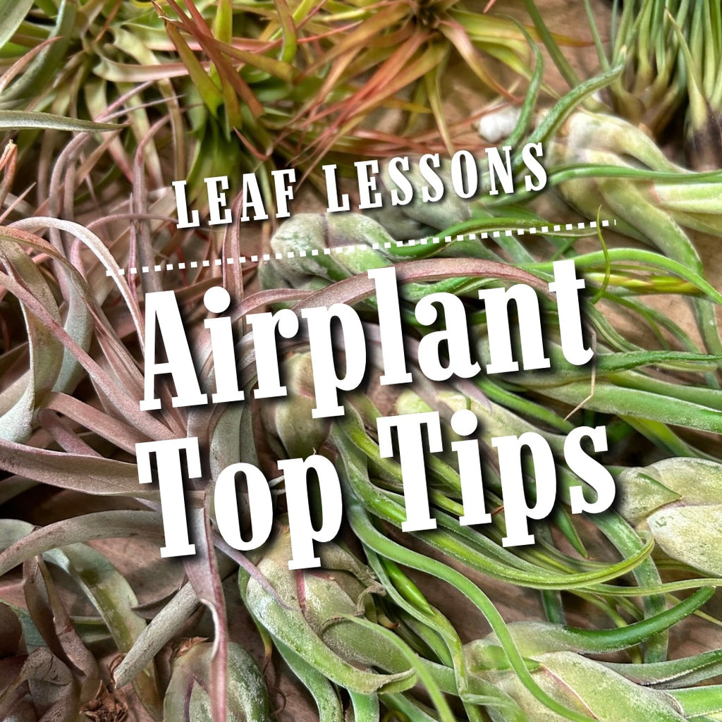 Airplant Top Tips