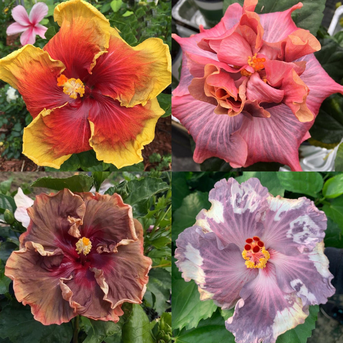 Cajun Hibiscus – Baton Rouge Succulent Co