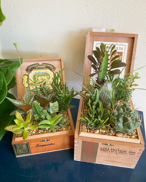 Cigar Box Garden 3/30/25