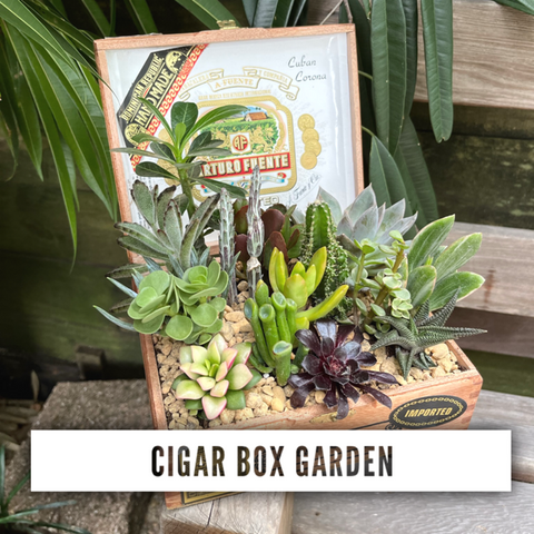 Cigar Box Garden 3/30/25