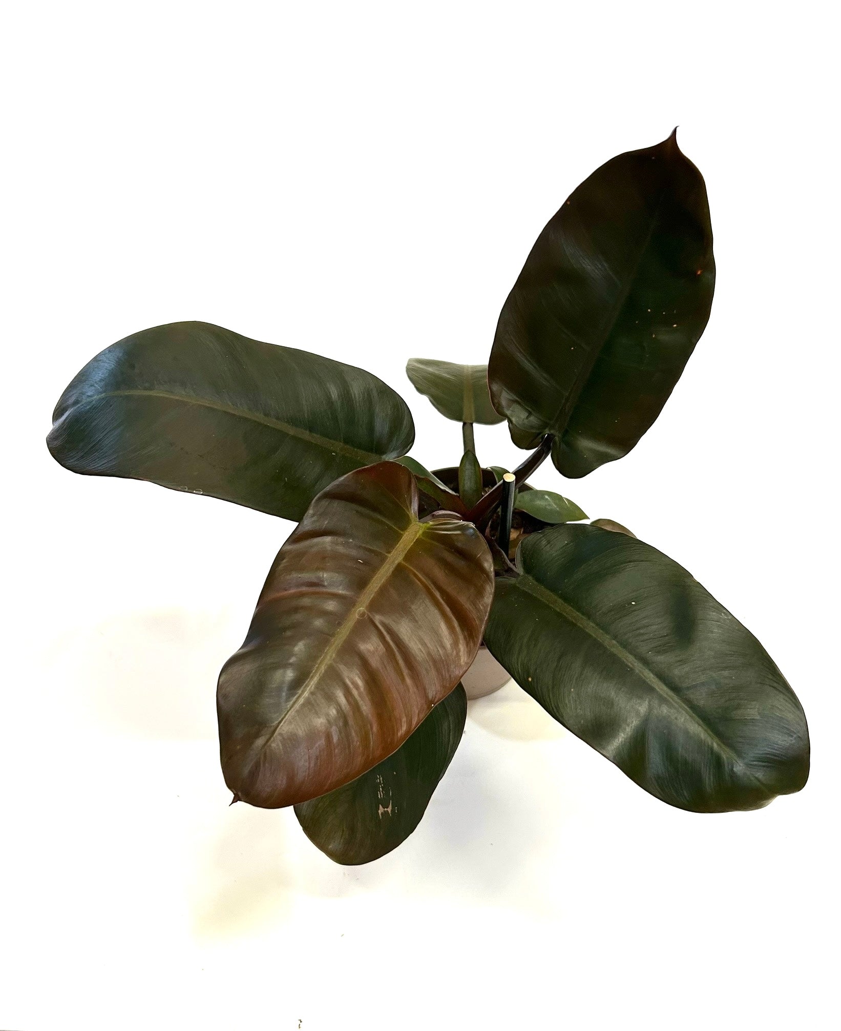 Black Cardinal Philodendron (Philodendron "Black Cardinal")