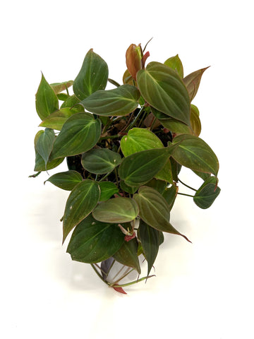 Mican Philodendron