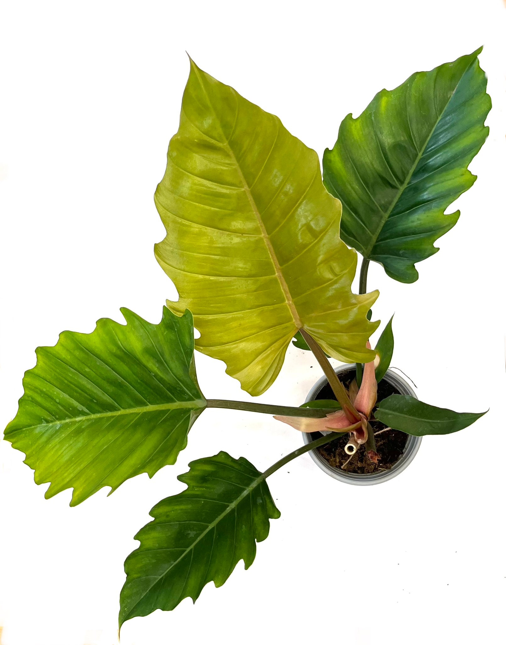 Caramel Pluto Philodendron