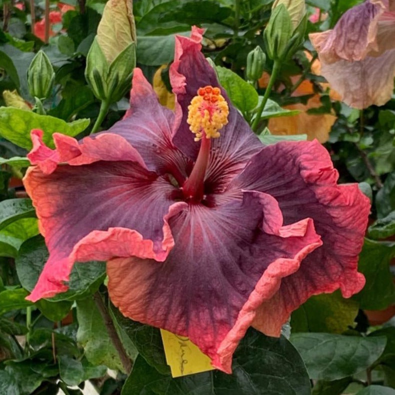 Heart of Darkness Cajun Hibiscus – Baton Rouge Succulent Co