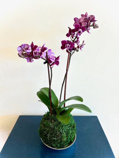 Orchid Kokedama