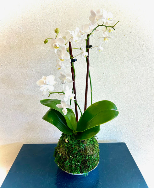 Orchid Kokedama