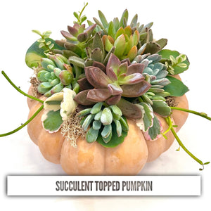 Succulent Topped Pumpkin 10/6/24