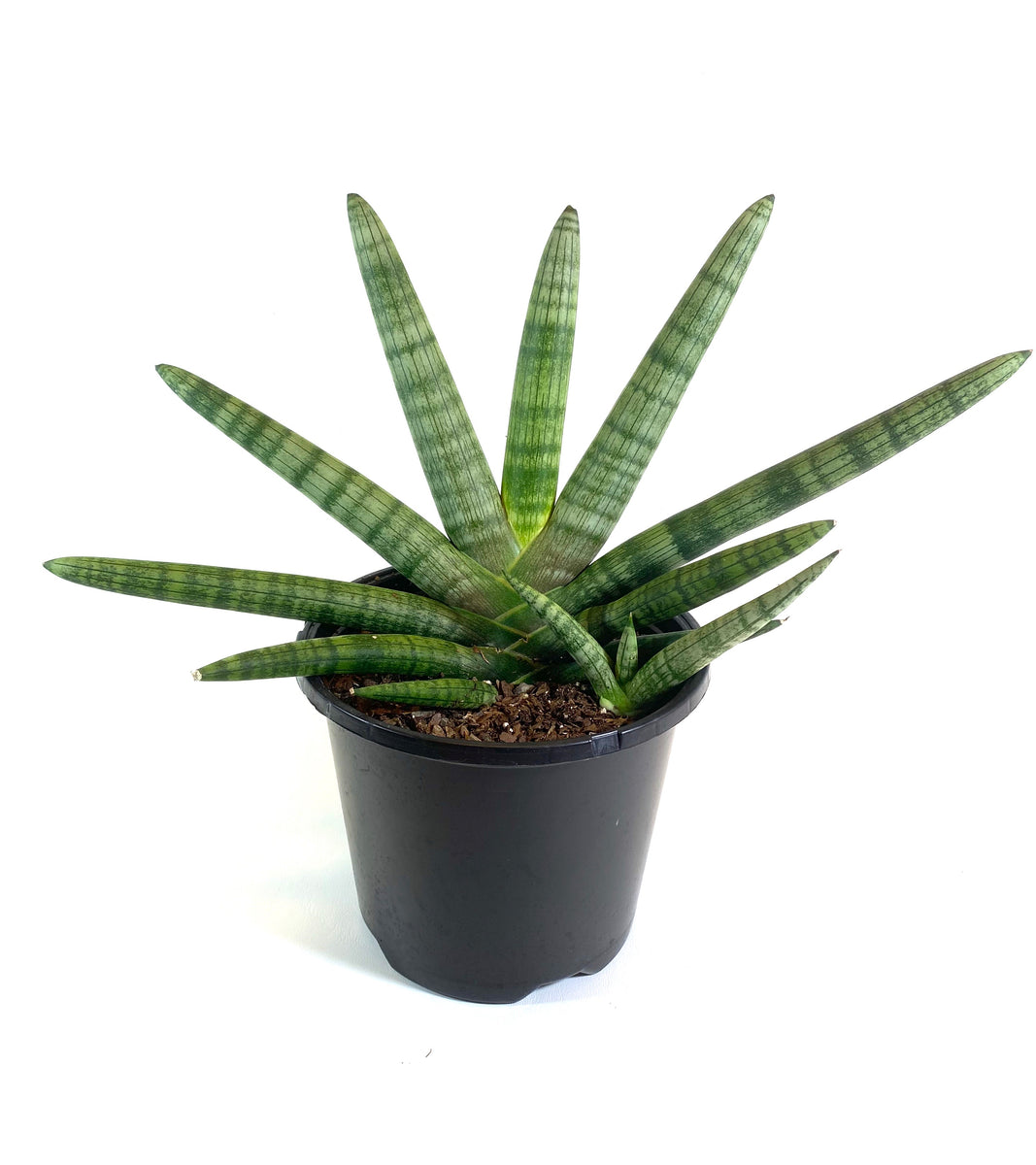 Starfish Sansevieria – Baton Rouge Succulent Co