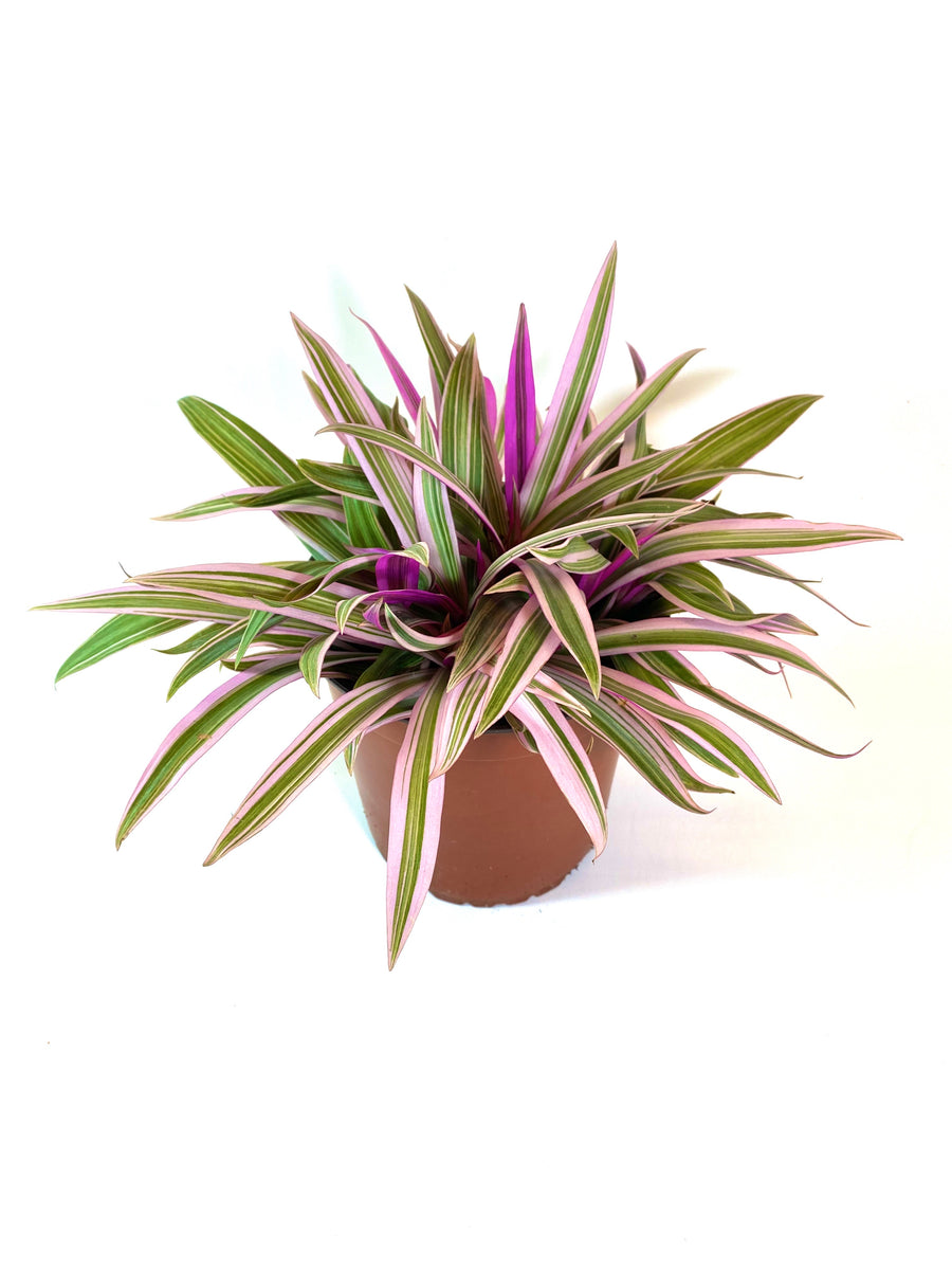 Oyster Plant - Tricolor – Baton Rouge Succulent Co